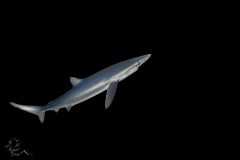 DSC_7852-scaled