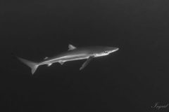 DSC_7859-scaled