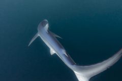 DSC_7862-scaled