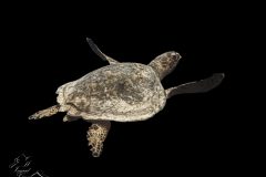 DSC_7731-scaled