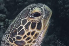 DSC_7771-scaled