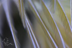 DSC_6131-scaled
