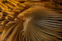 DSC_8811-scaled