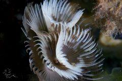 DSC_8987-scaled